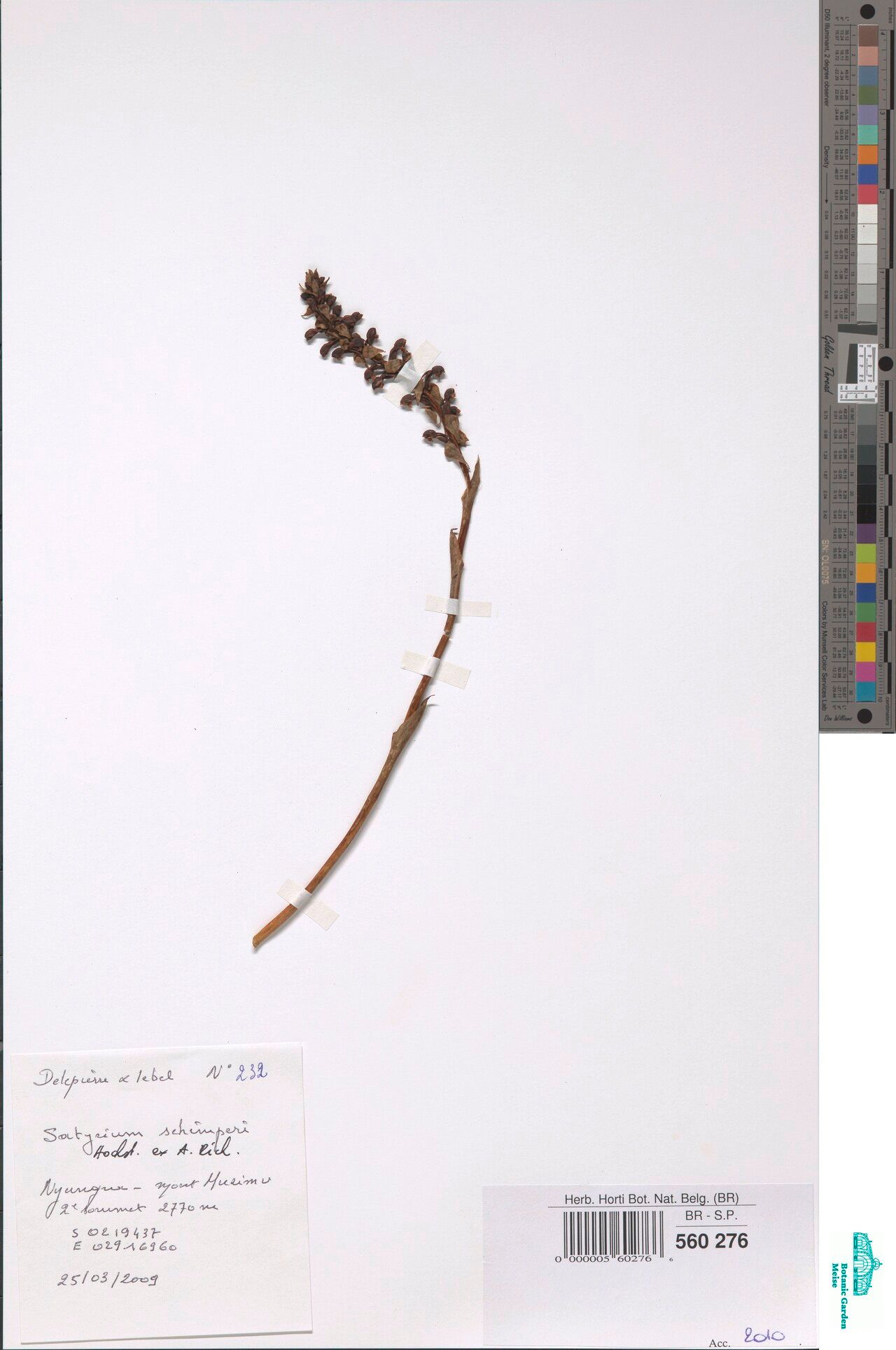 Satyrium schimperi — houseplant care guide