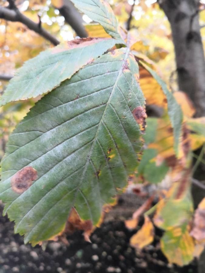 Castanea × neglecta — search result for 'Castanea'