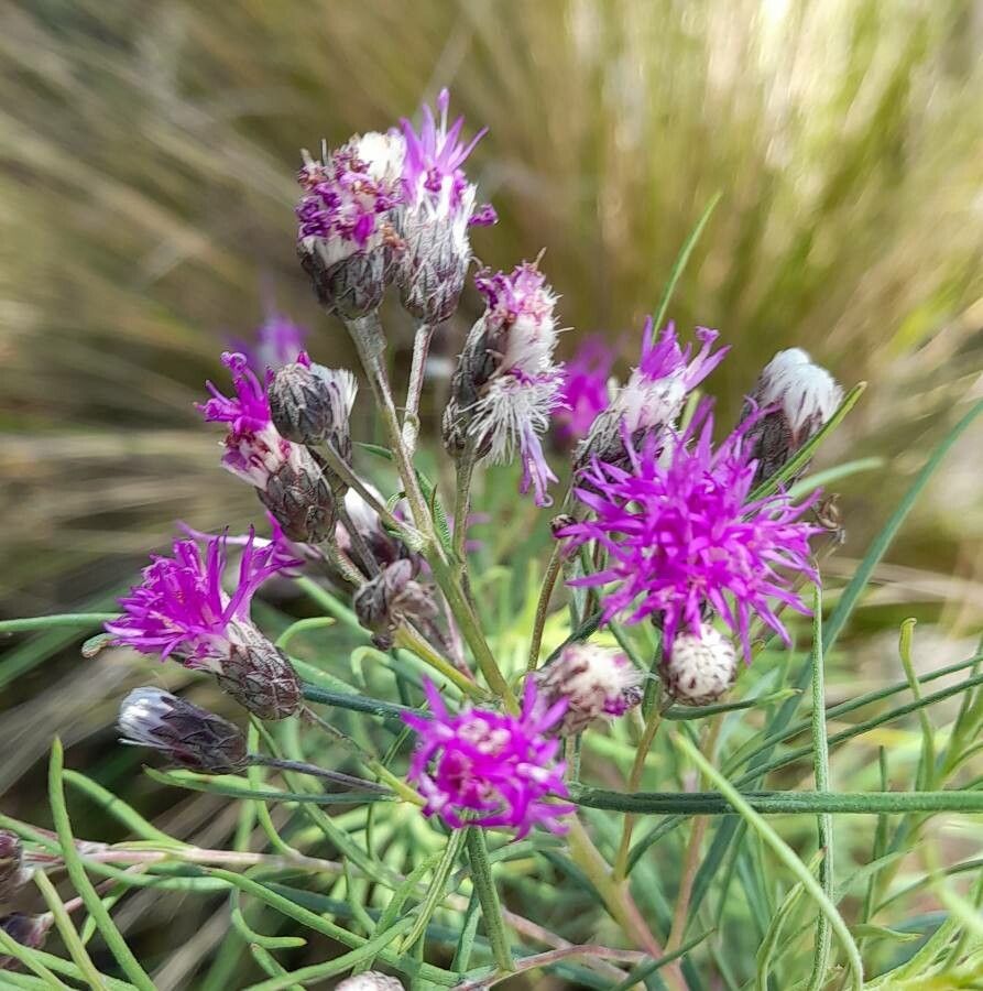 Vernonanthura nudiflora flower
