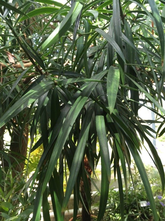 Podocarpus milanjianus — search result for 'Podocarpus'