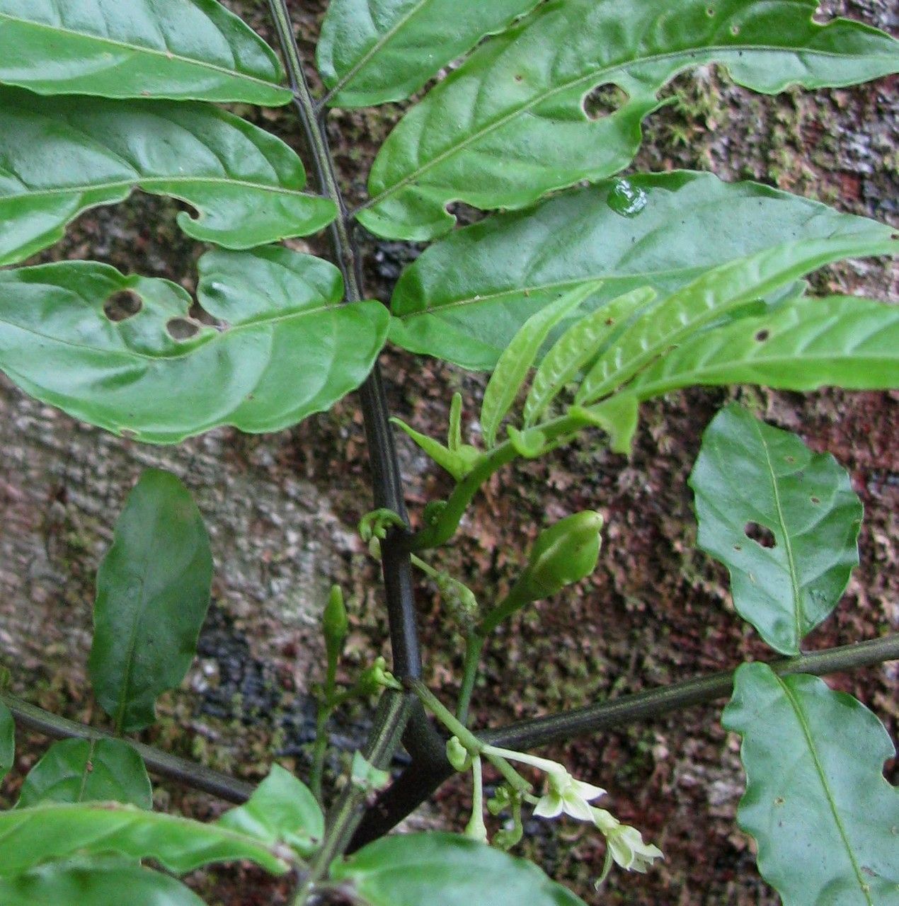 Solanum trizygum habit