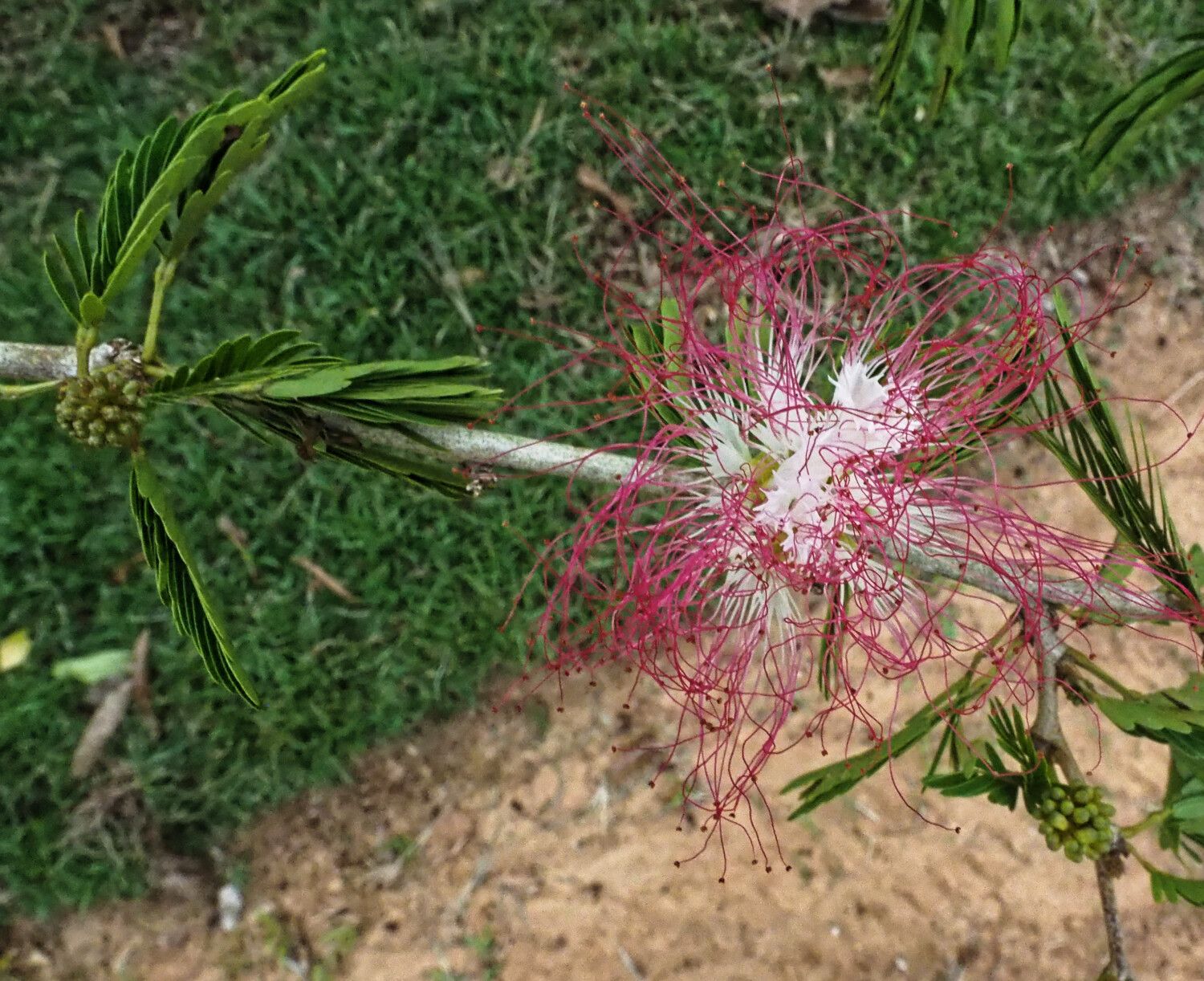 Calliandra riparia — houseplant care guide