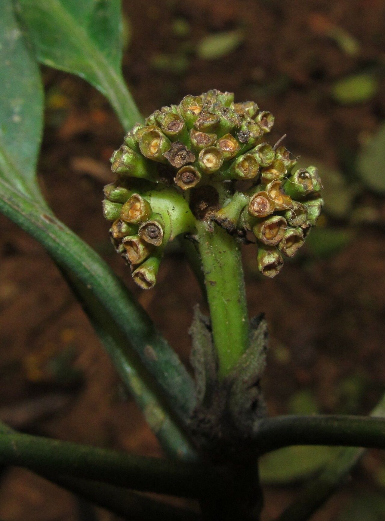 Psychotria dorotheae fruit