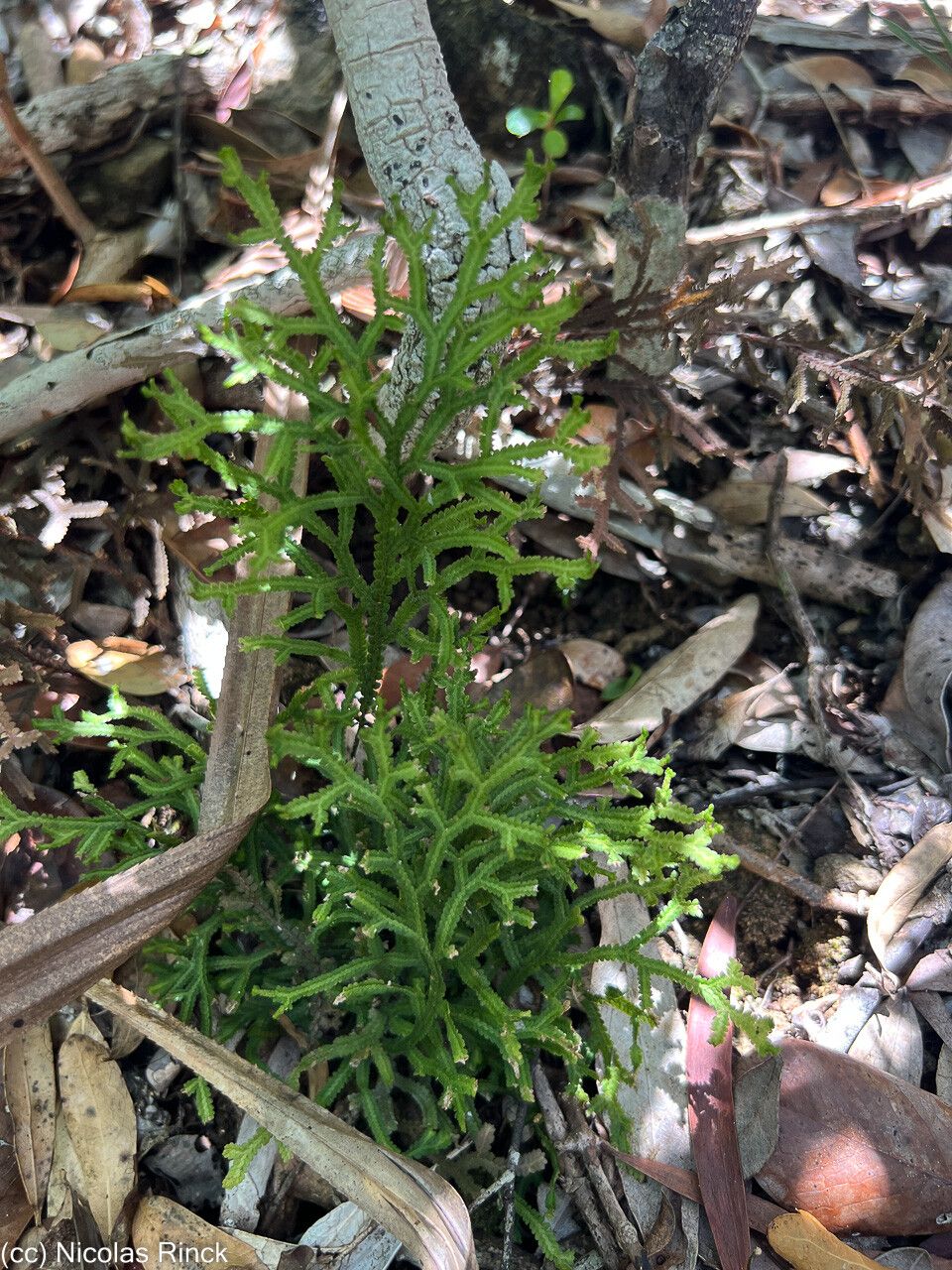 Selaginella neocaledonica leaf