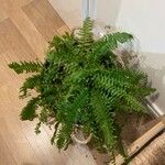 Nephrolepis exaltata