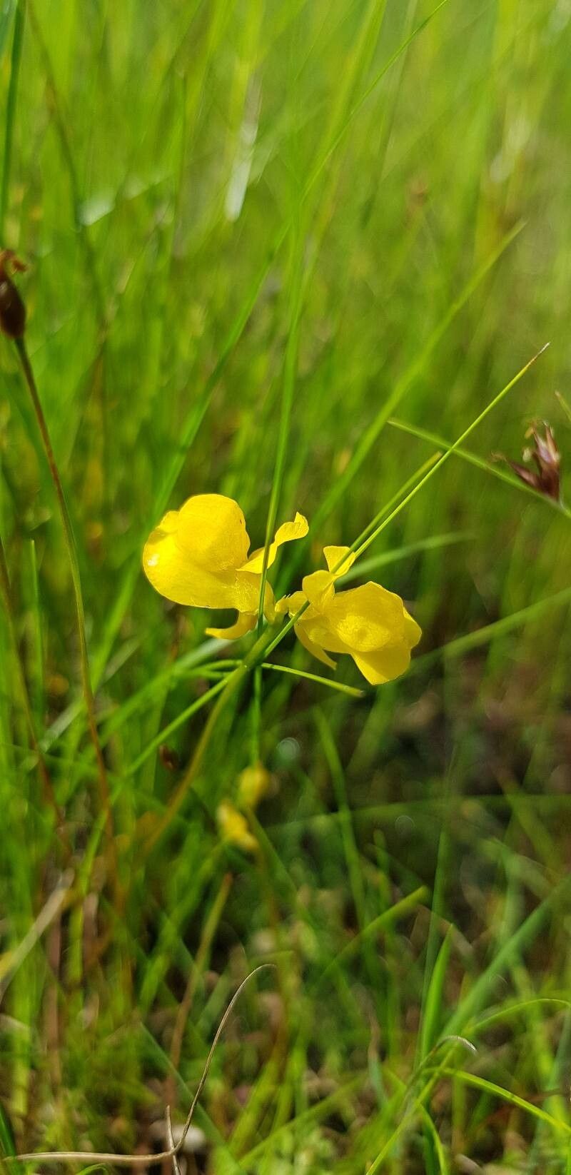 Utricularia cornuta flower