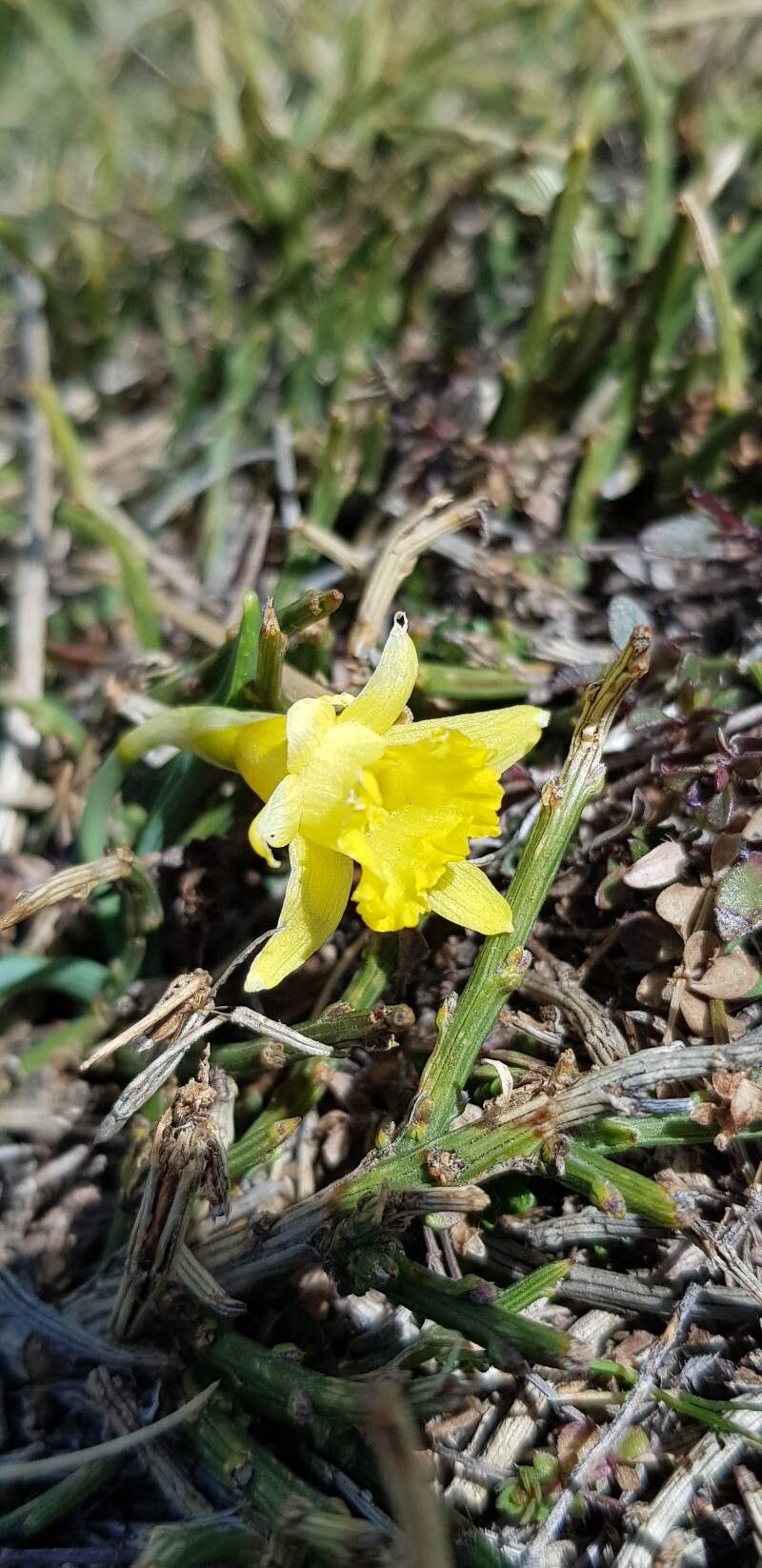 Narcissus cuneiflorus flower