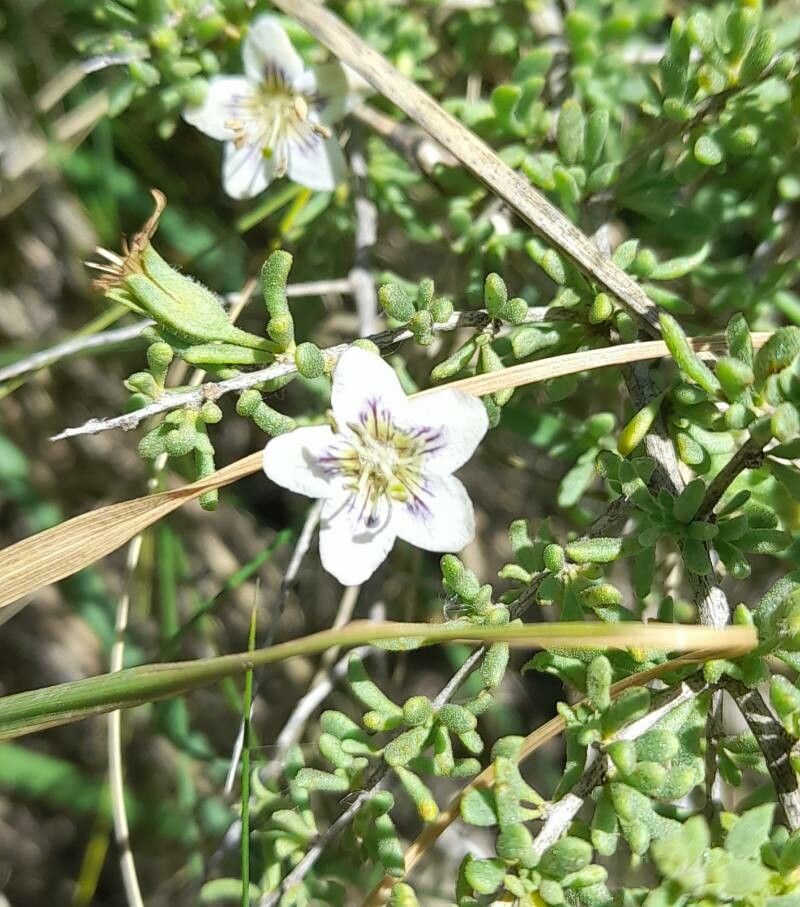 Lycium infaustum flower