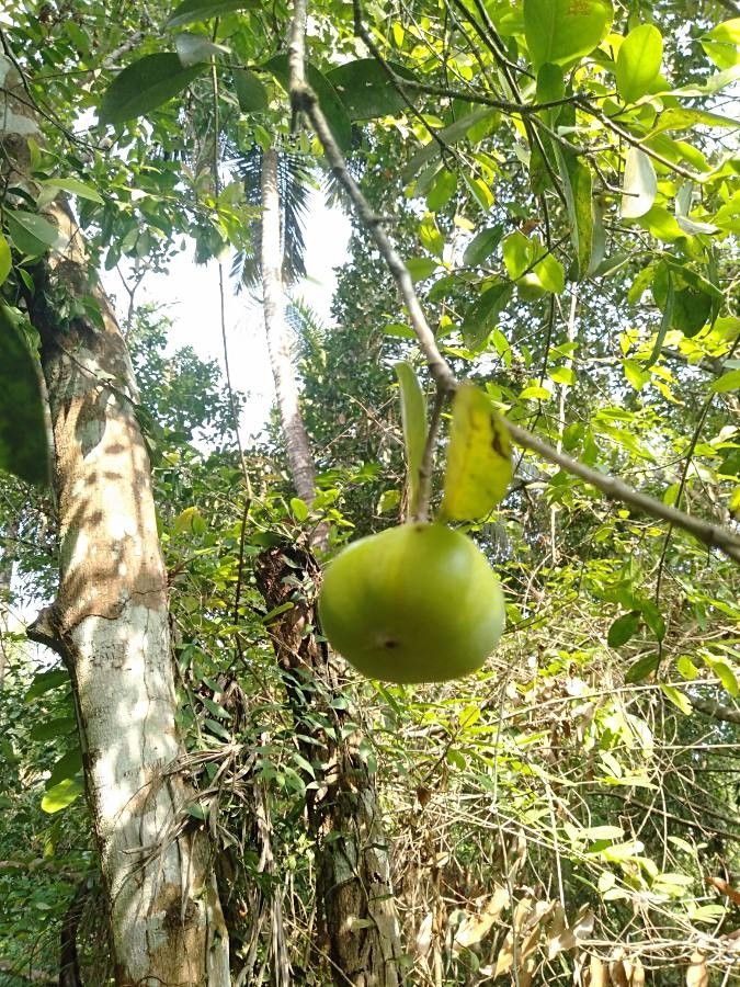 Garcinia indica fruit