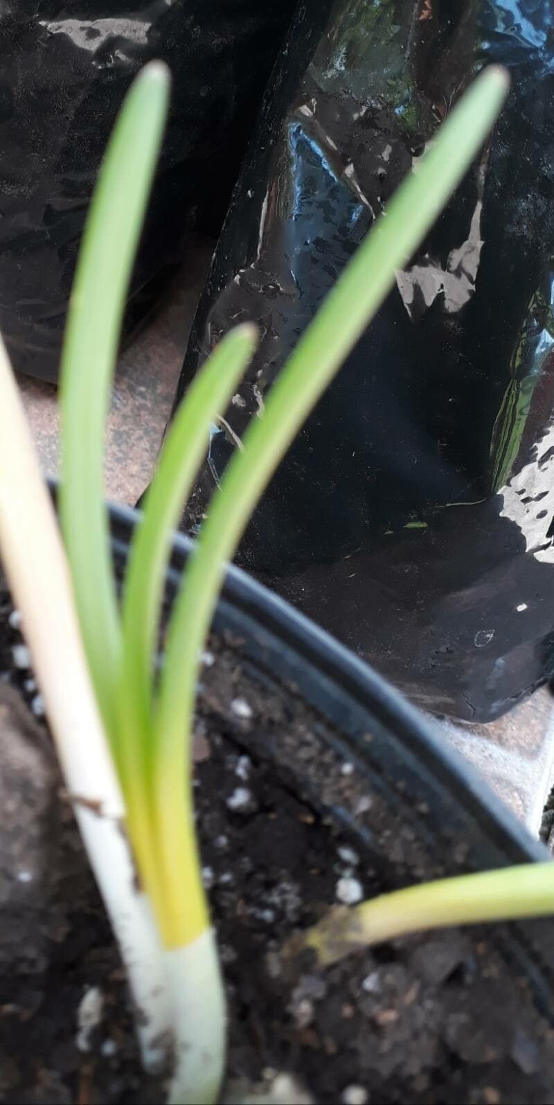 Zephyranthes ananuca