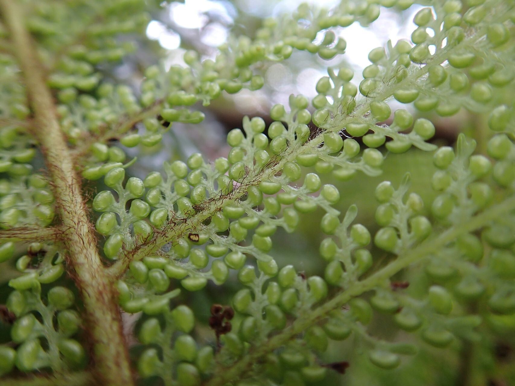 Dicksonia munzingeri fruit