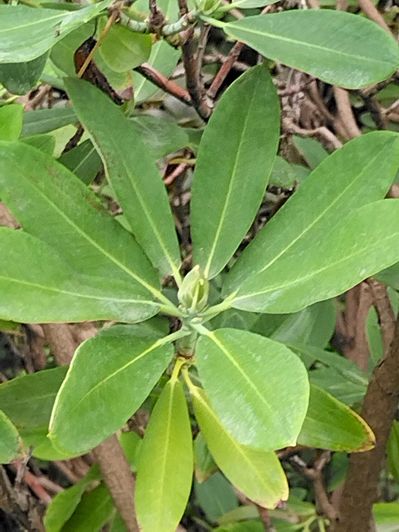 Rhododendron discolor — houseplant care guide