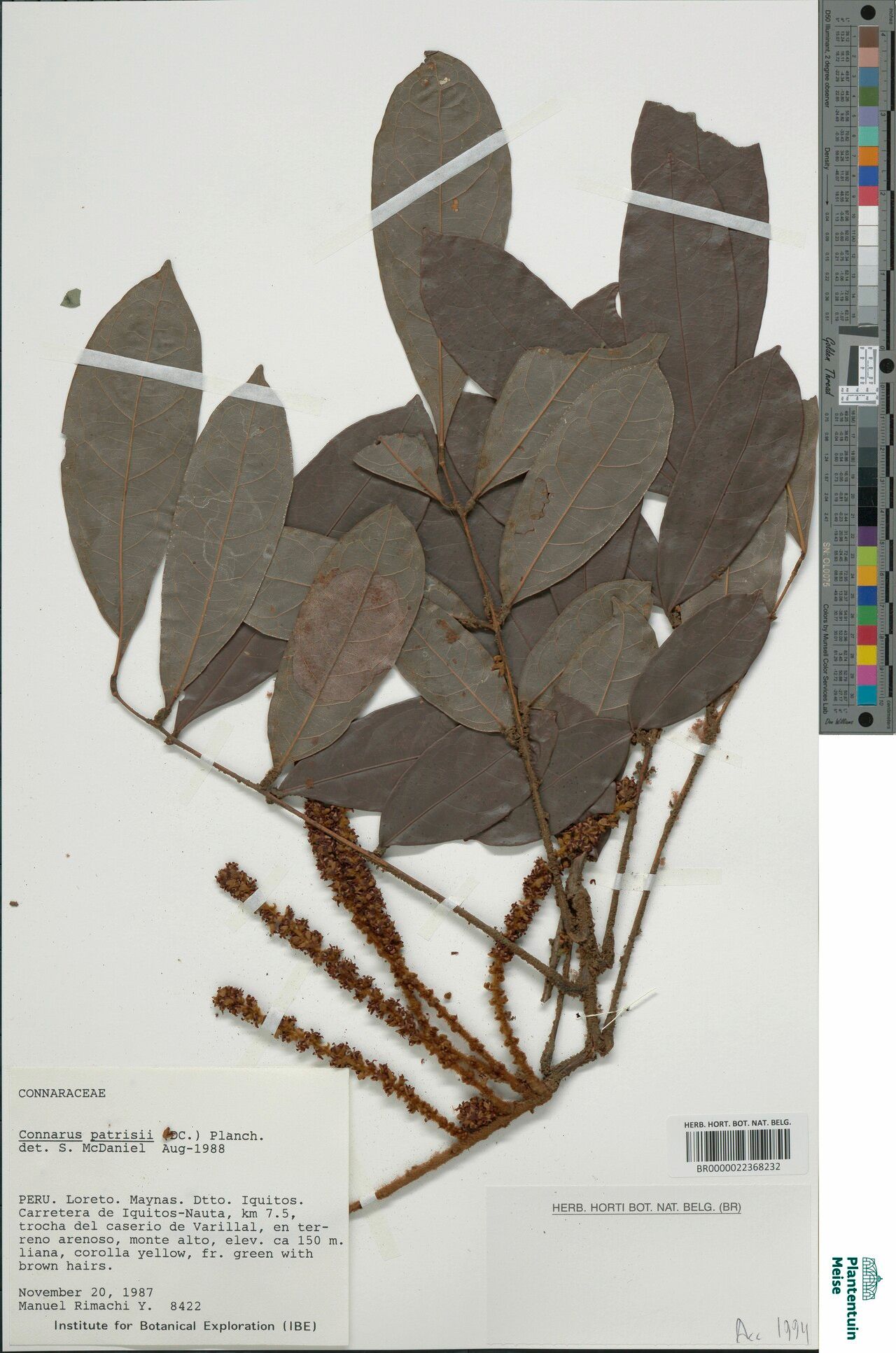Connarus patrisii leaf
