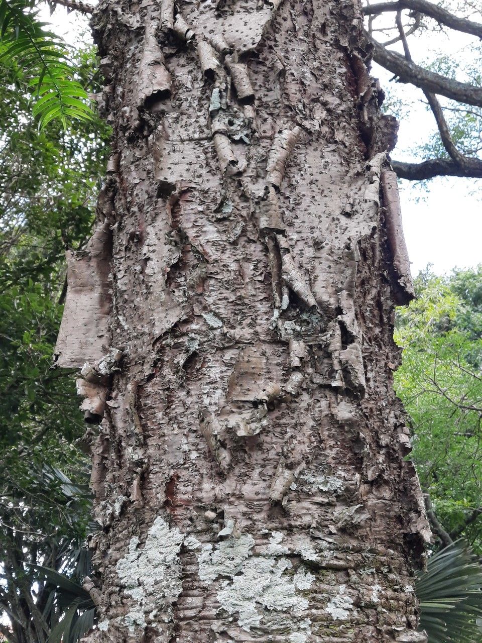 Araucaria hunsteinii bark