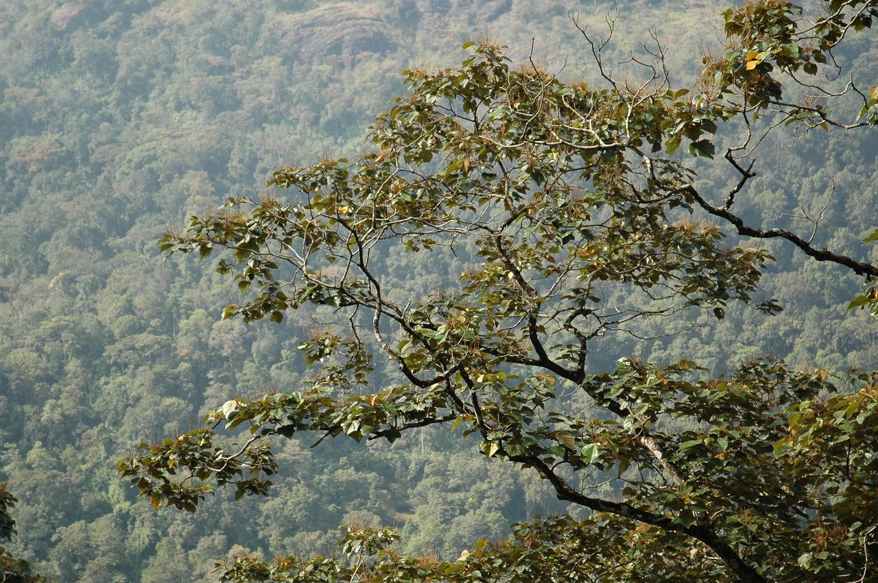 Mallotus tetracoccus habit