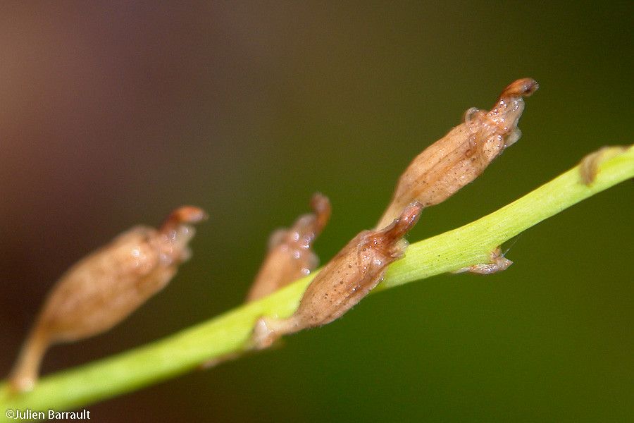 Liparis elegans fruit