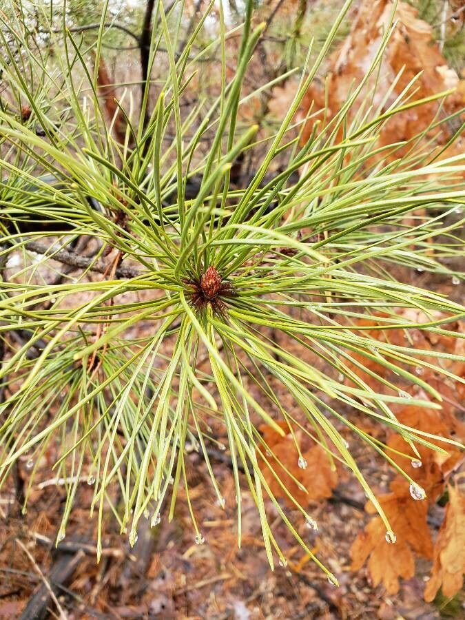 Pinus ponderosa — search result for 'Pinus'