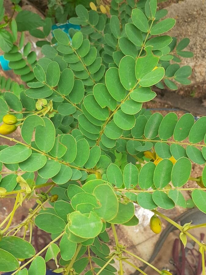 Senna auriculata — search result for 'Senna'