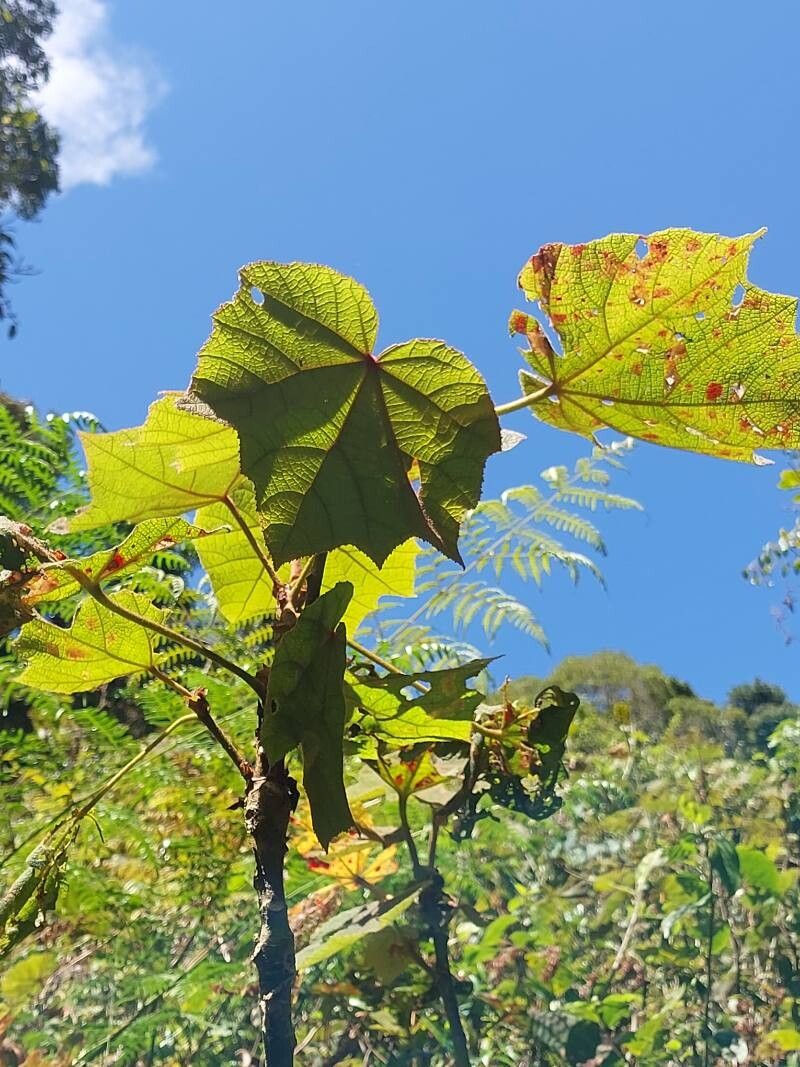 Dombeya platanifolia other