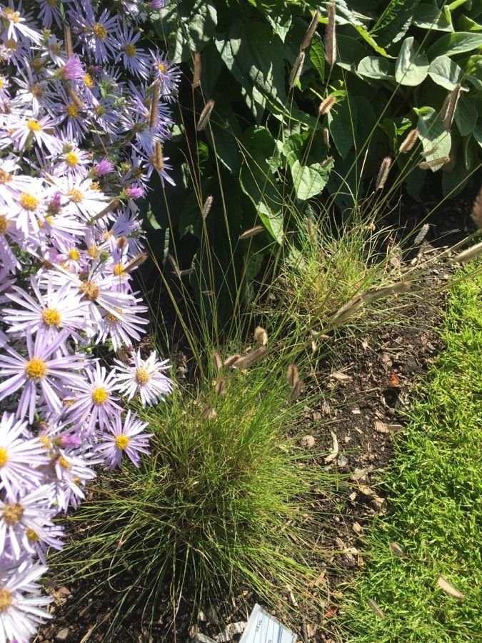 Bouteloua aristidoides habit