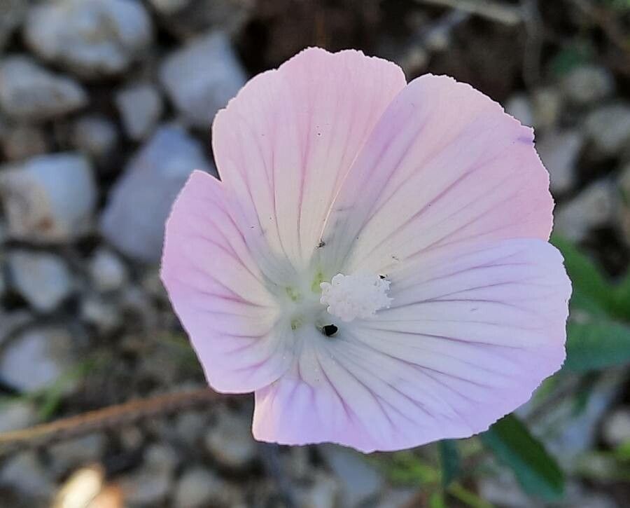 Malva cretica flower