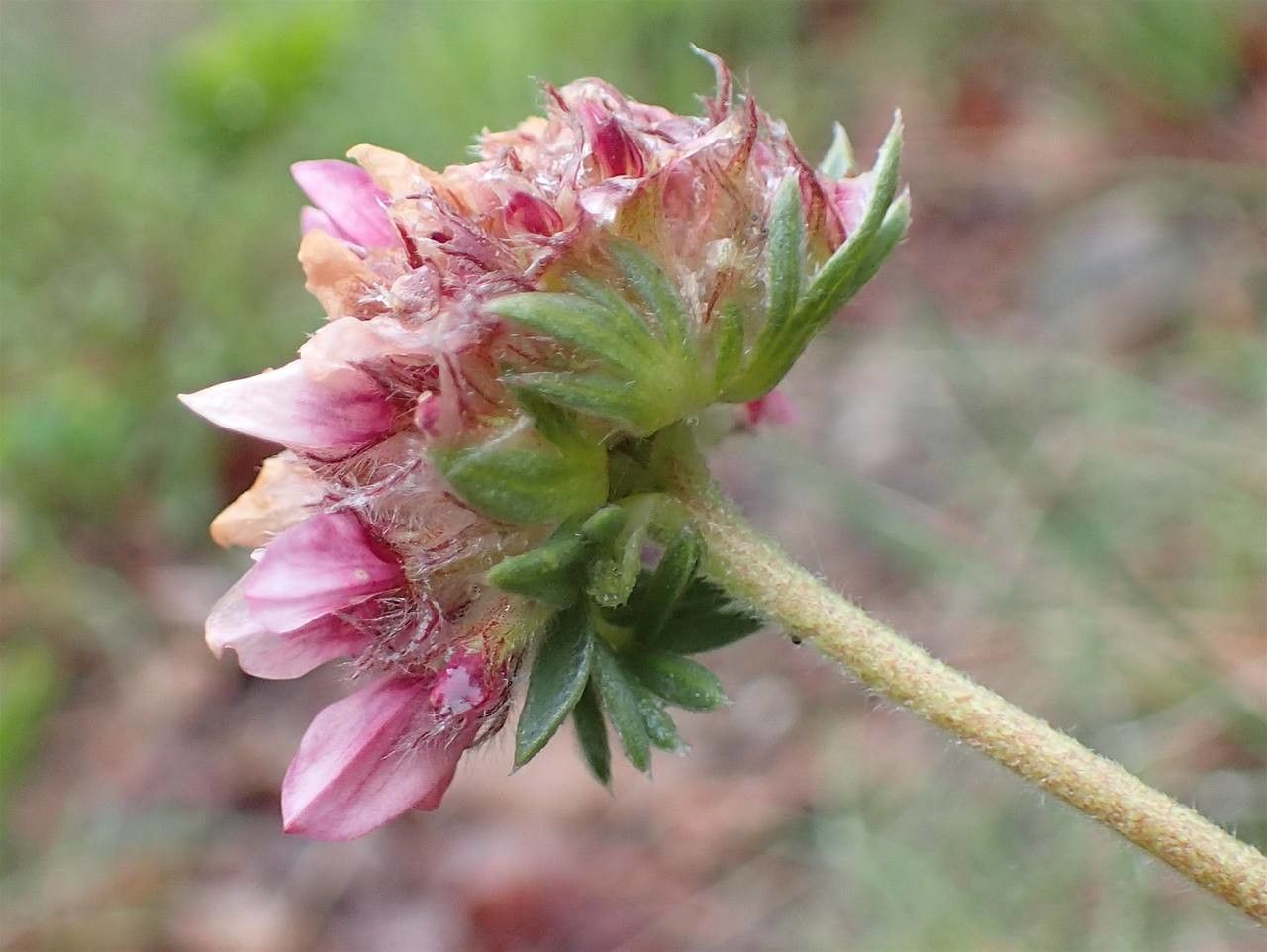 Anthyllis montana fruit