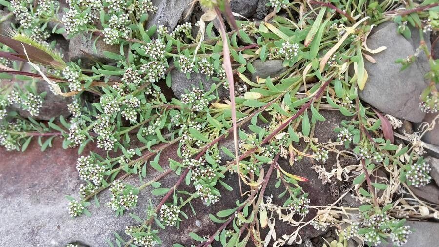 Corrigiola litoralis — clay tolerant houseplant