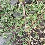 Corrigiola litoralis