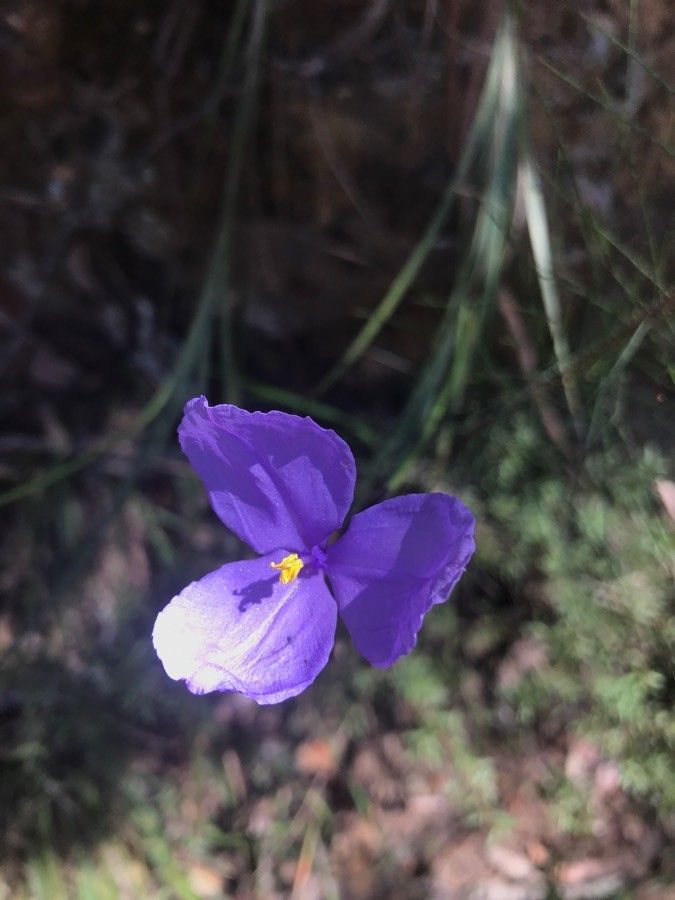 Patersonia glabrata — clay tolerant houseplant