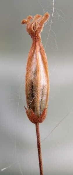 Tylecodon bayeri fruit