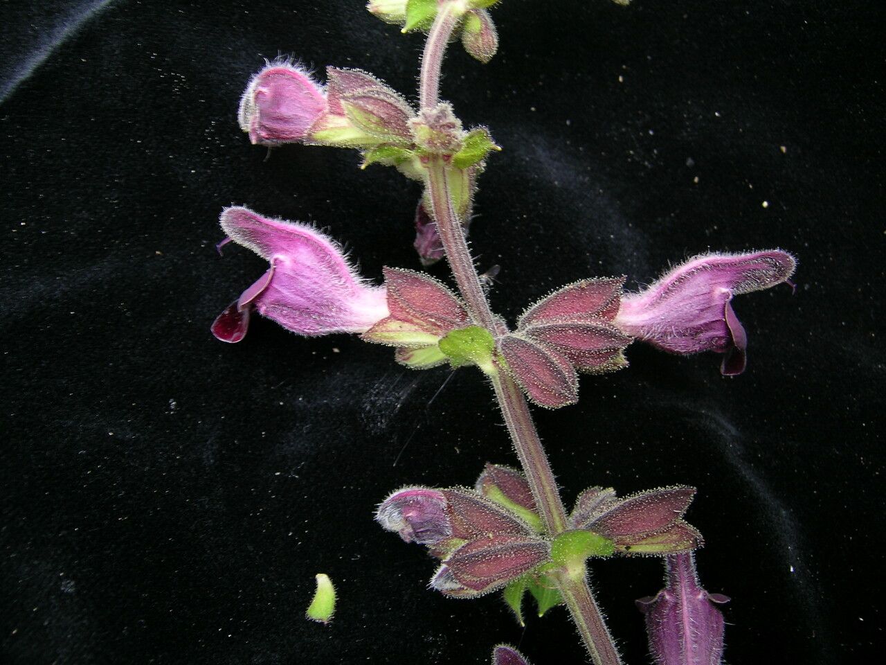 Salvia castanea habit