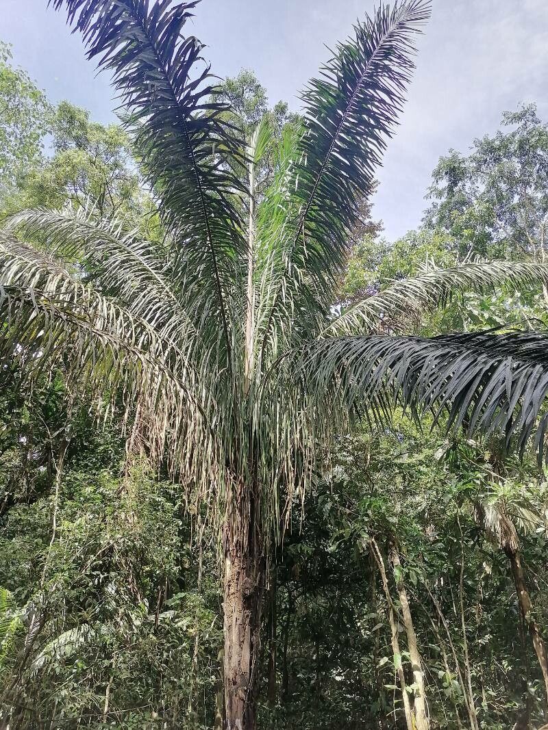 Attalea rostrata — houseplant care guide