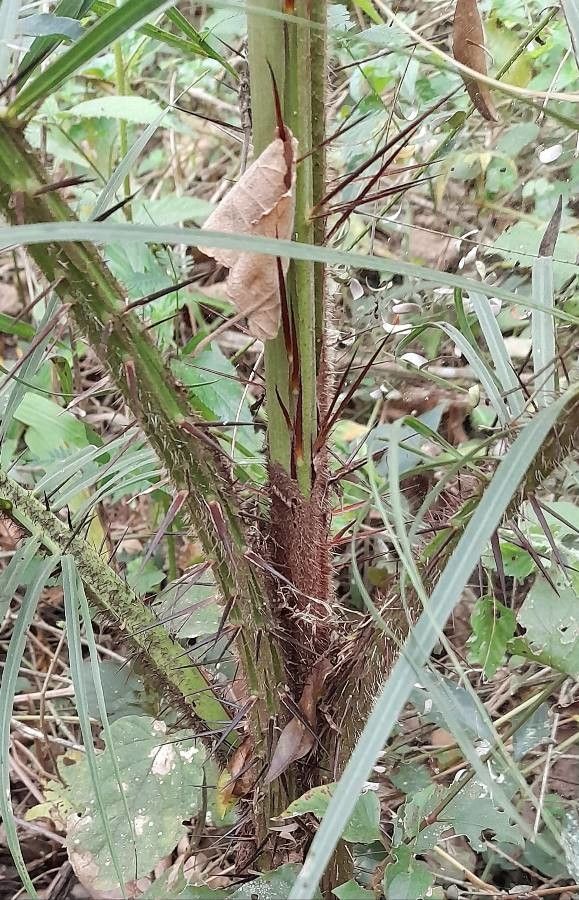 Acrocomia aculeata other