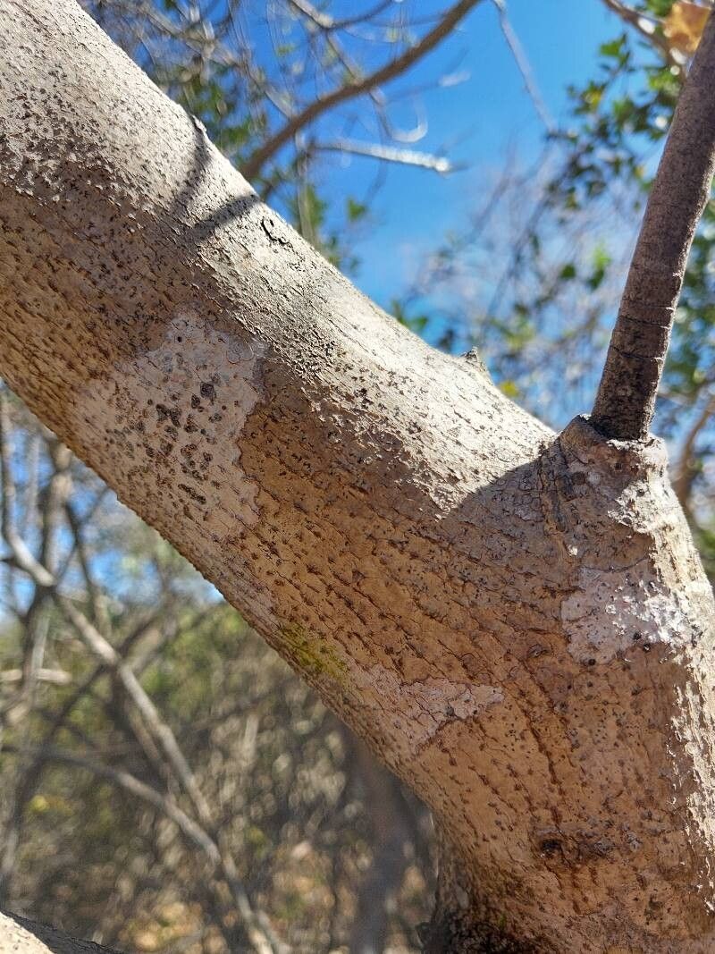 Turraea sericea bark