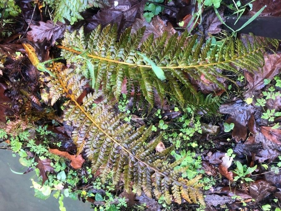 Polystichum aculeatum leaf