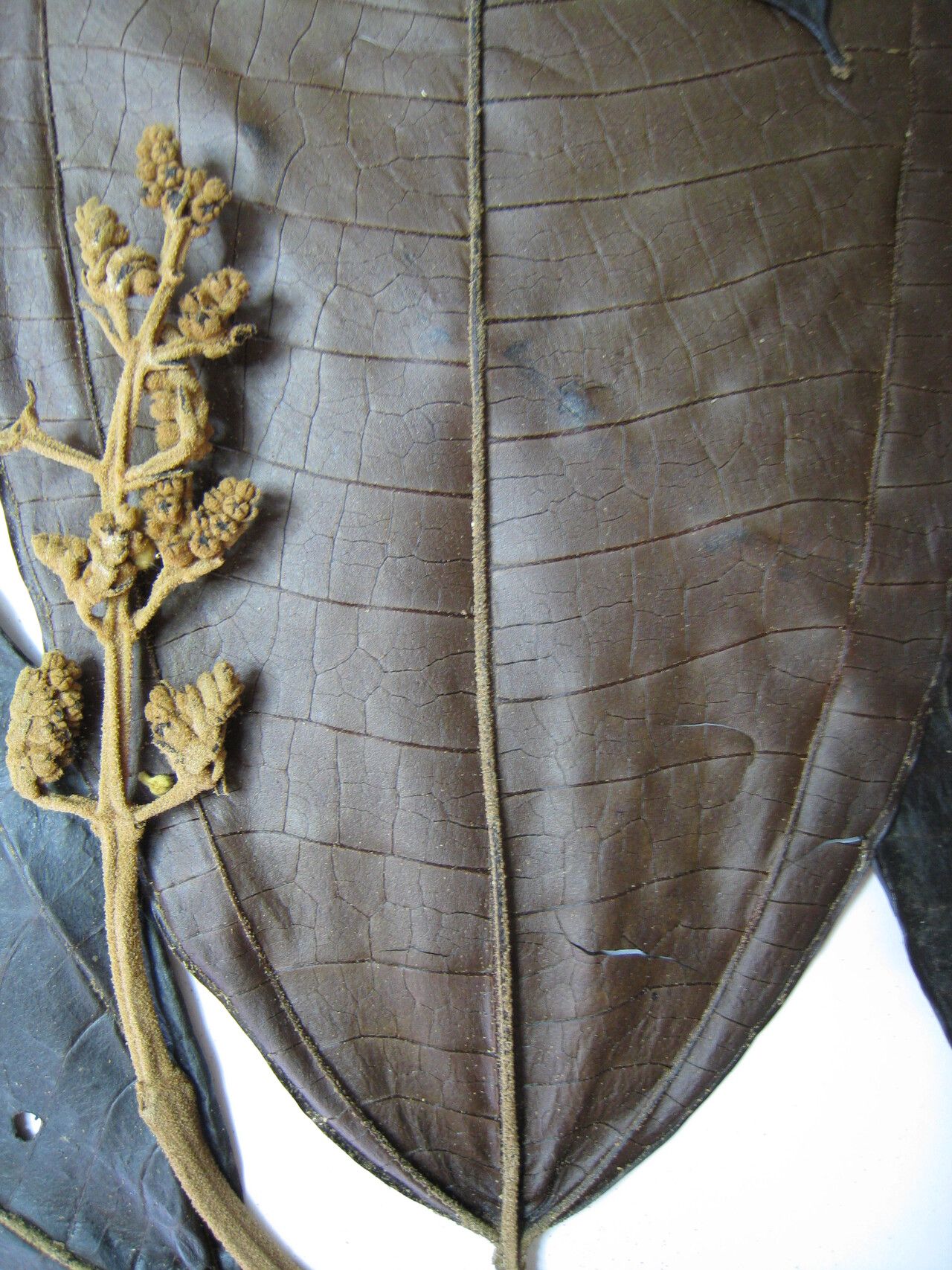 Miconia eriodonta other