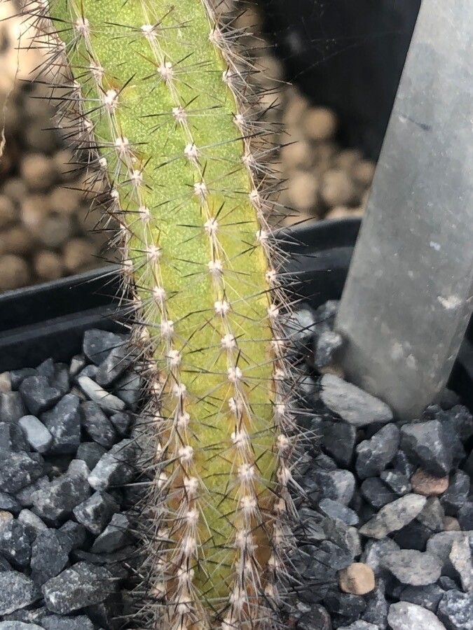 Pilosocereus multicostatus — search result for 'Pilosocereus'