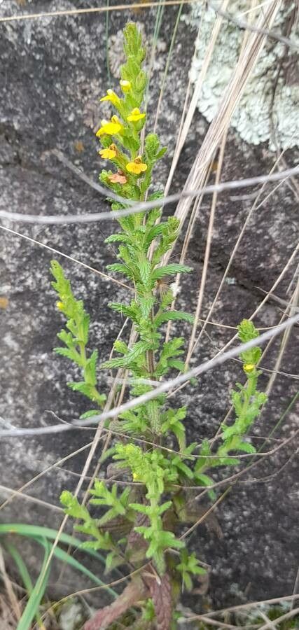 Bartsia fiebrigii habit