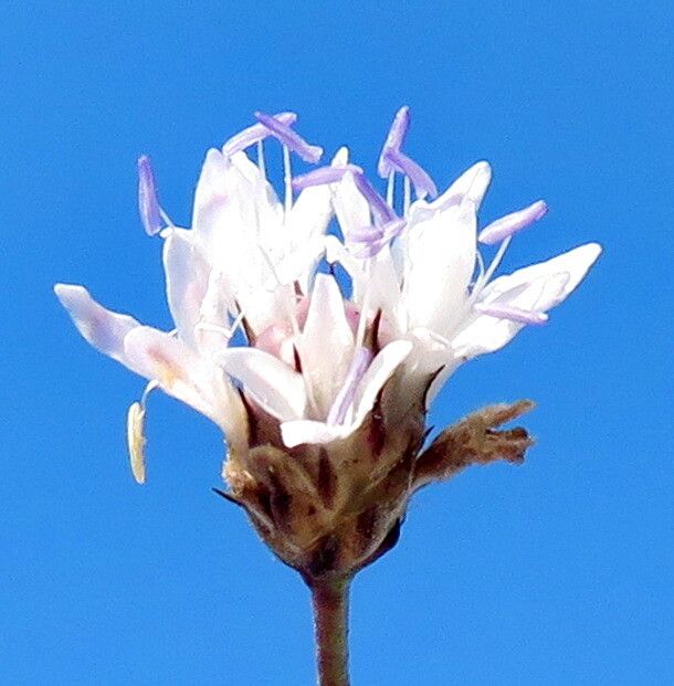 Cephalaria transsylvanica flower