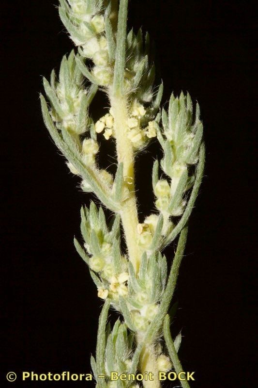 Bassia laniflora — related species from the same genus