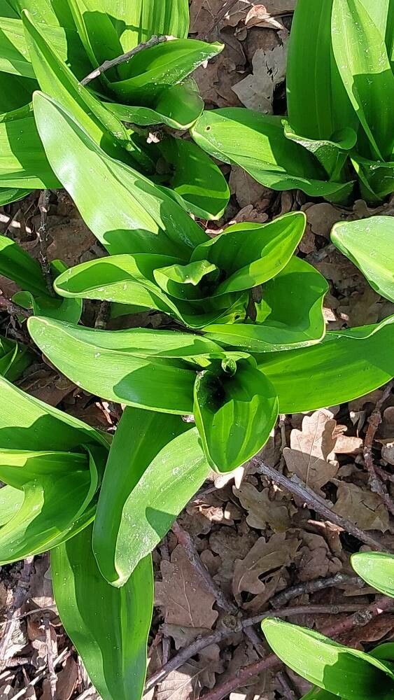 Colchicum × byzantinum — search result for 'Colchicum'
