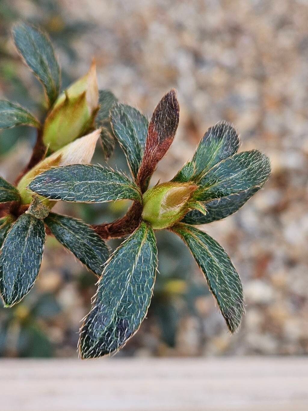 Rhododendron kanehirae — houseplant care guide