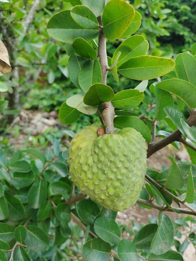 Annona spinescens fruit