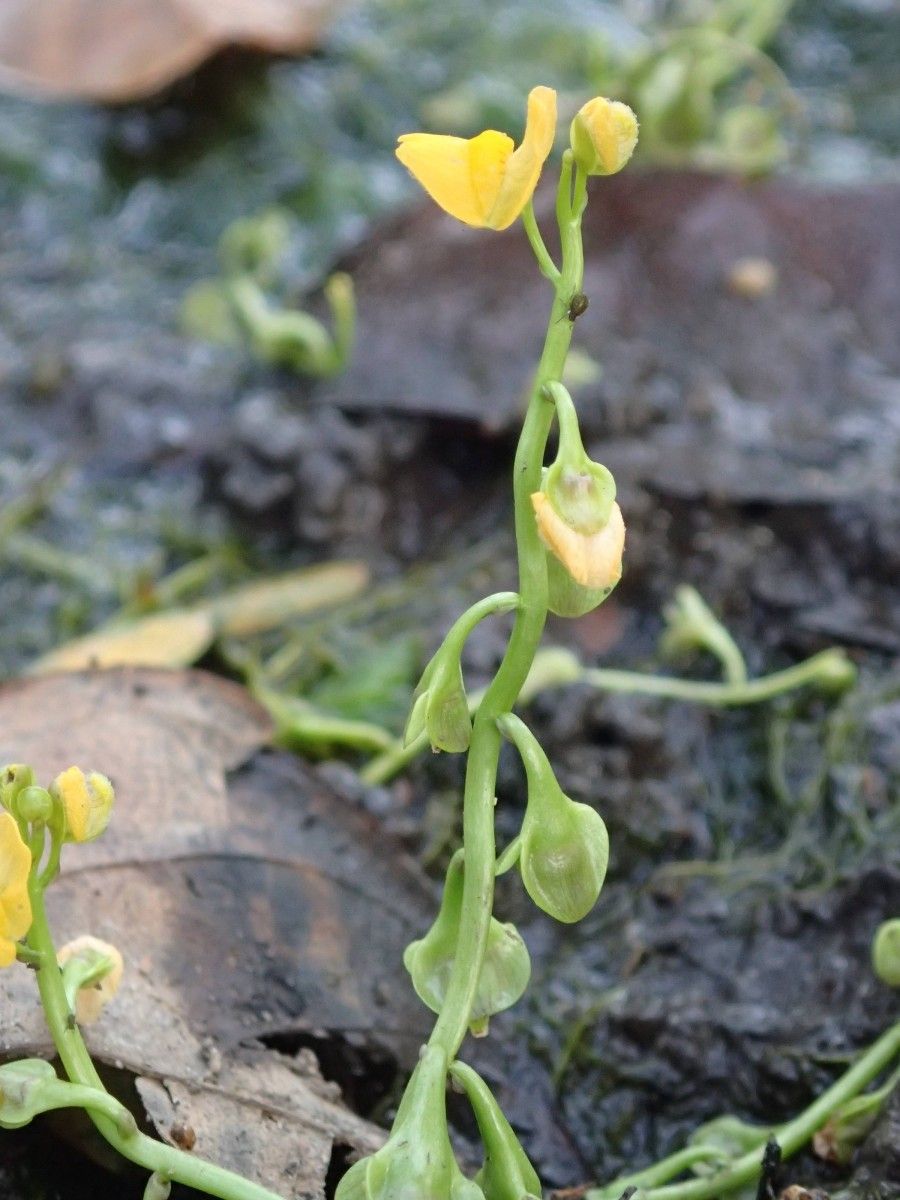 Utricularia stellaris fruit