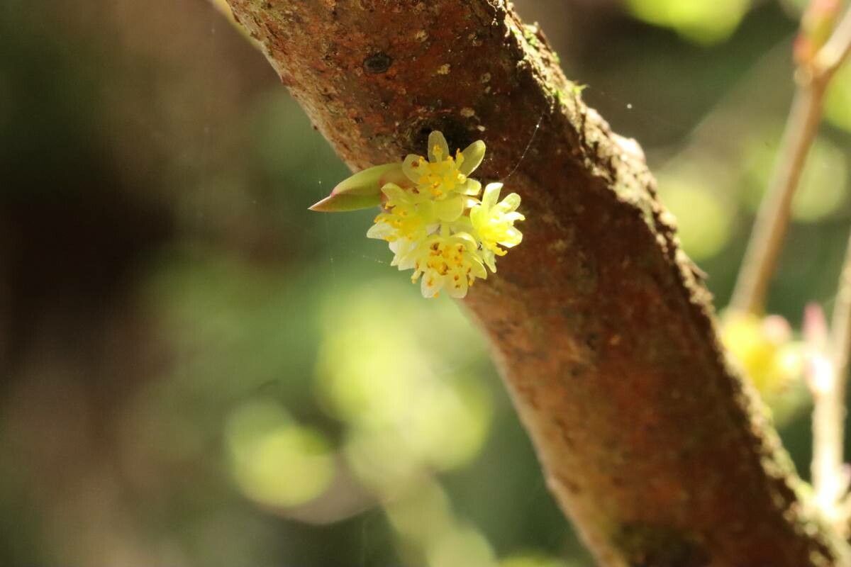 Lindera praecox flower