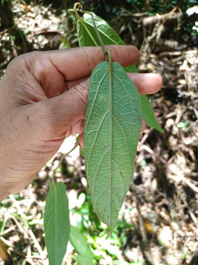 Passiflora multiflora — houseplant care guide