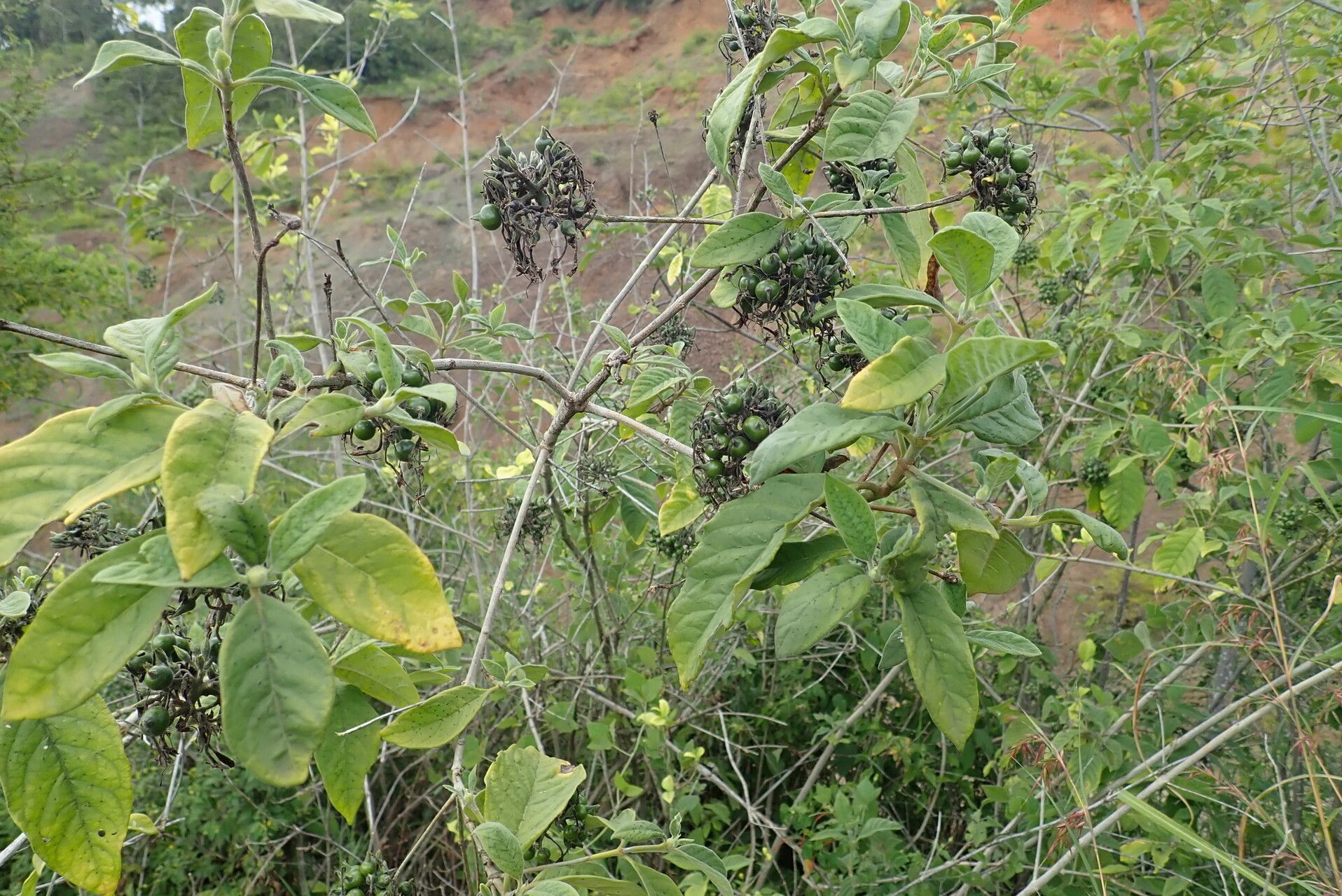 Pavetta oliveriana habit