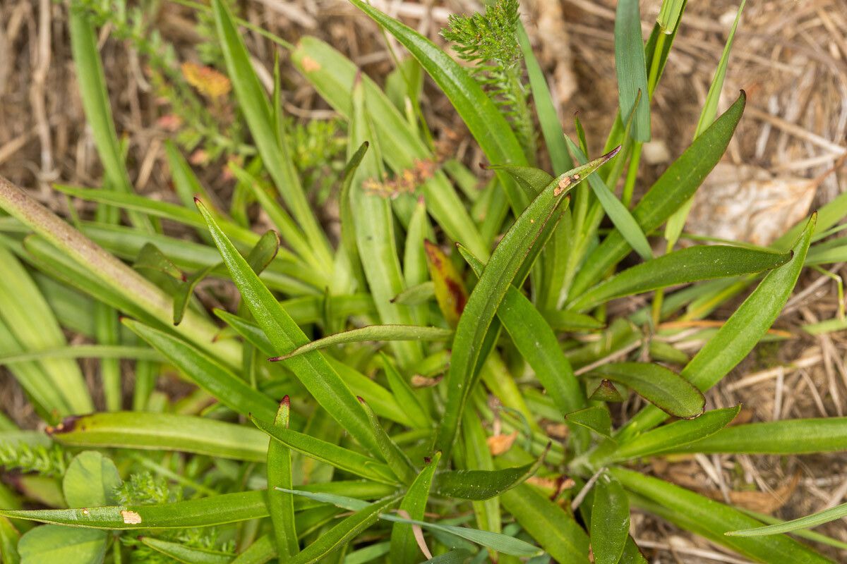 Silene viscaria leaf