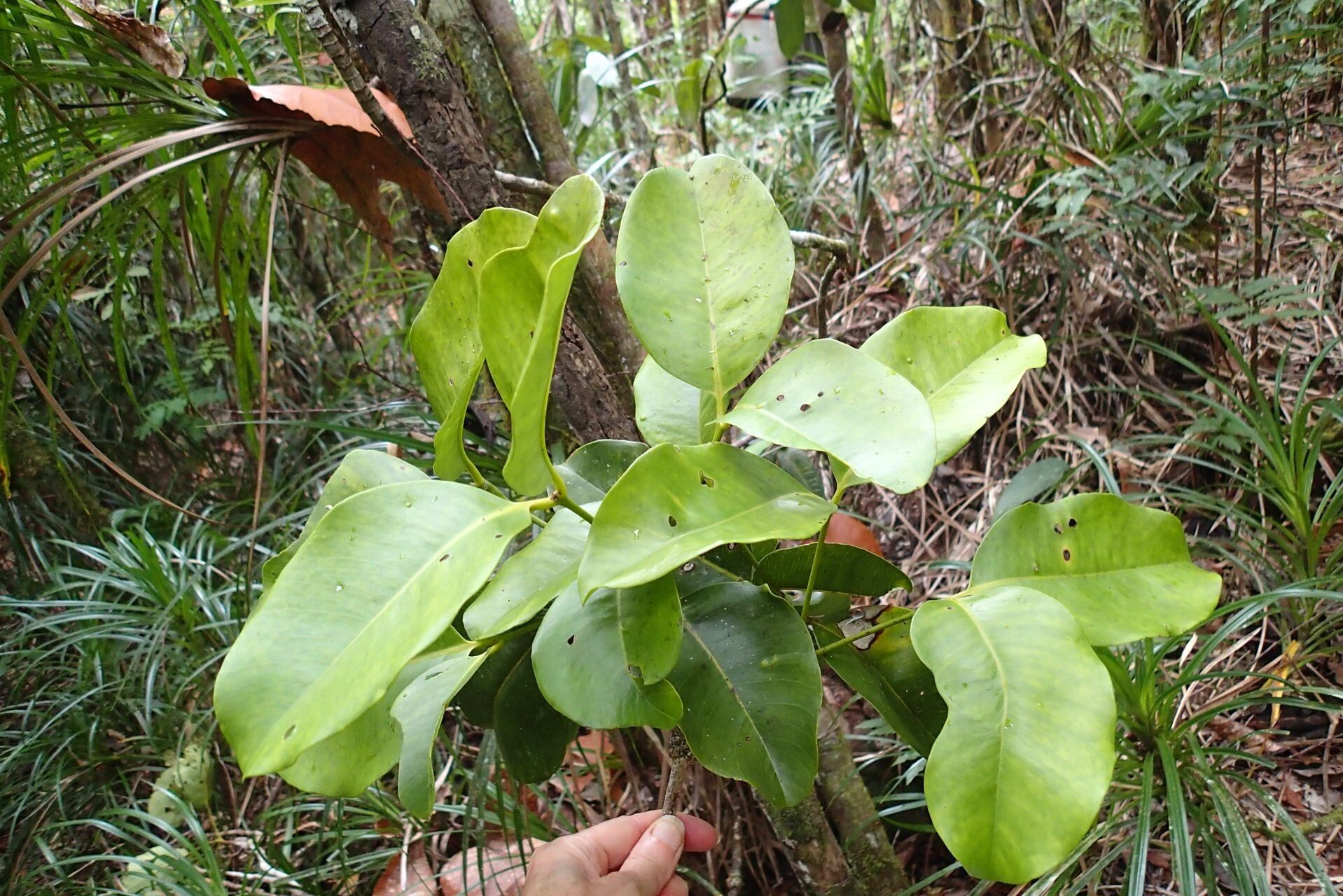 Syzygium amieuense leaf