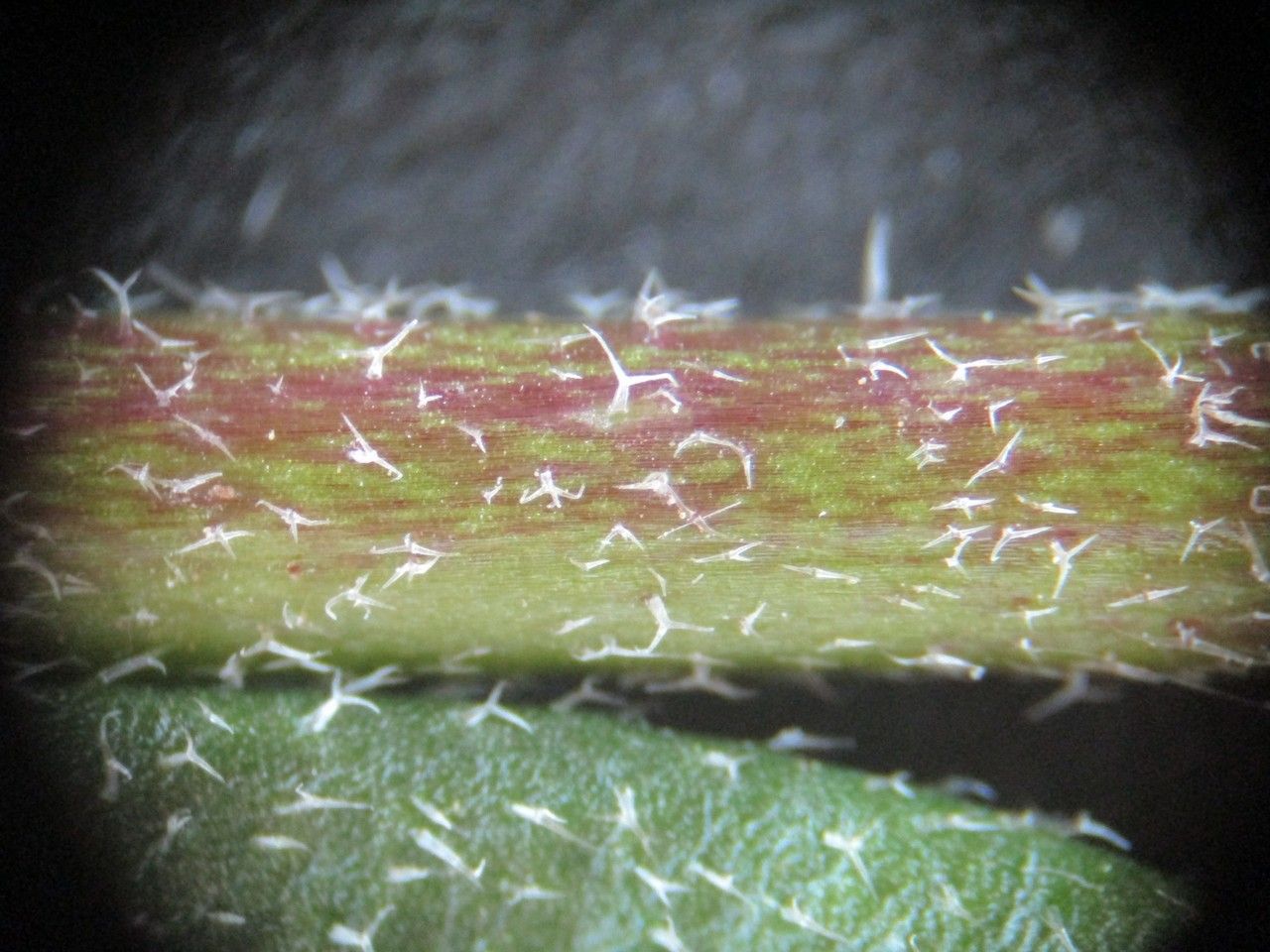 Arabis planisiliqua bark